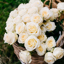Exquisite Roses + Ruscus [Newsletter Exclusive]
